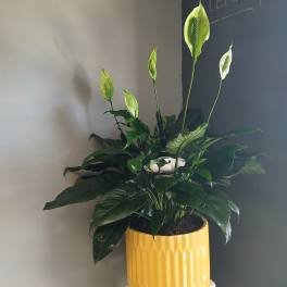 Peace Lily in gorgeous yellow pot + cloud maker