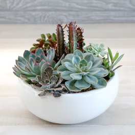 Succulent Dish