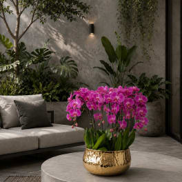 Purple Orchid Arrangement – Orchids Delivery Same Day