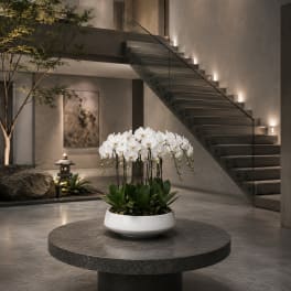 White Orchid Same Day – Flowers Arrangements Delivery