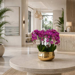 Purple Phalaenopsis Orchids – Same Day Orchid Delivery