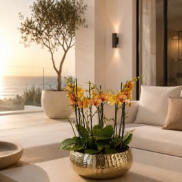 Peach Phalaenopsis Orchids – Same Day Orchid Delivery