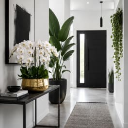 White Orchids Phalaenopsis – Same Day Orchid Delivery