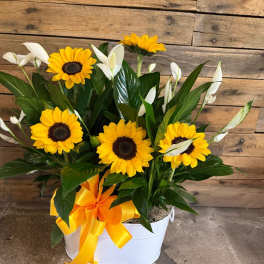 SUNFLOWER DREAMS