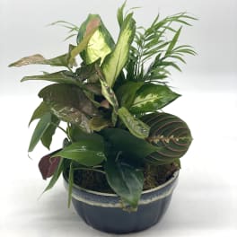 Potted mixed houseplant arrangement in a dark ceramic bowl