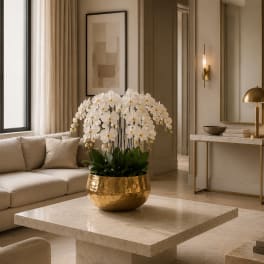 White Phalaenopsis Orchids – Same Day Orchid Delivery