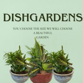 Three potted houseplants with patterned green leaves in ceramic pots