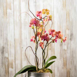 Pink orchids in a gray pot with a striped ribbon