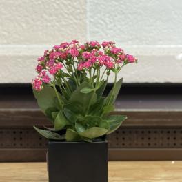 Black Square Pot Kalanchoe