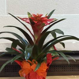 6" Wrapped Bromeliad