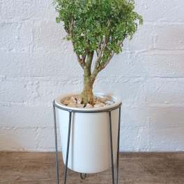 Ming Aralia