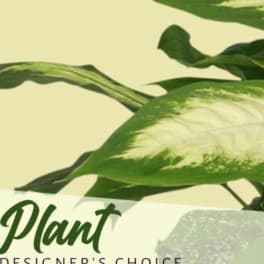 Close-up of a green-and-white plant leaf with partial text visible