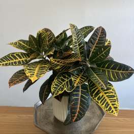 Garden Croton Plant