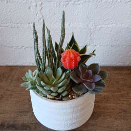 Potted succulent arrangement with a bright red cactus in a white planter