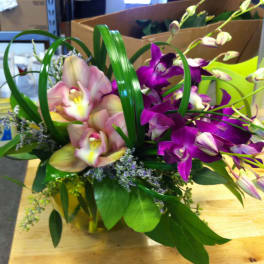 Orchids Glore