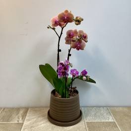 Potted Orchid Plants