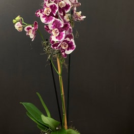 Elegant Orchid Plant