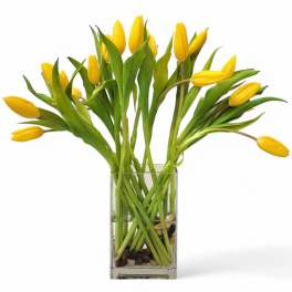 Joyful Tulips