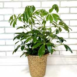 Schefflera Plant