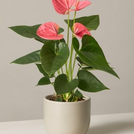 Pink anthurium plant in a beige pot
