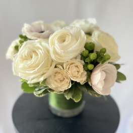 Pure White - Modern - Luxury Collection