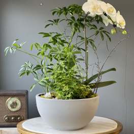 White orchid and assorted green plants in a gray bowl planter on a round table