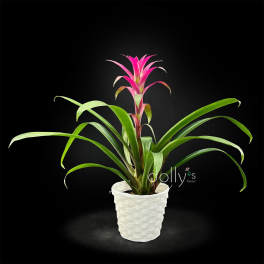 Bromeliad Plant
