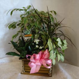 Mixed potted plants in a wooden basket with a pink ribbon