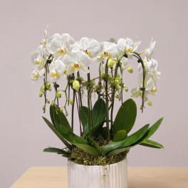 BP37 - Double White Orchid Large