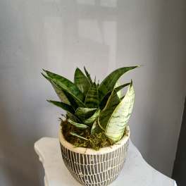 Snake plant PL9