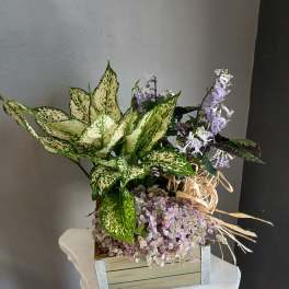 Succulents + aglaonema + Mona lavender PL12