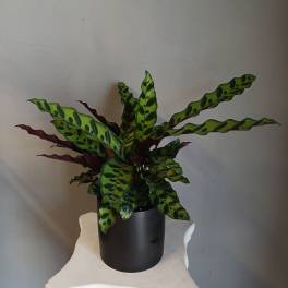 PL 23 Calathea Rattlesnake