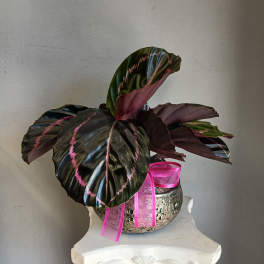 PL19 Calathea