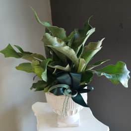 PL8 Staghorn fern in Pedestal ceramic