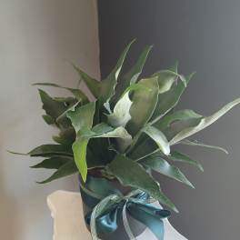 Staghorn fern PL7