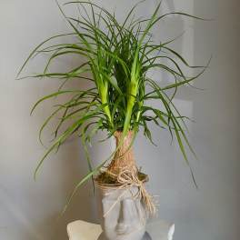 PL26 Ponytail Palm