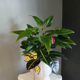 Anthurium + Proton + peperomia