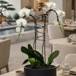 White Orchid Arrangement - Delivery Orchid Same Day