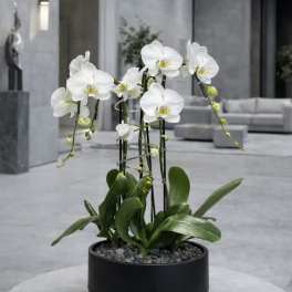 White Orchid Arrangement – Orchid Delivery Same Day