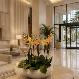 Peach Phalaenopsis Orchids – Flower Delivery Same Day
