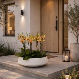 Peach Phalaenopsis Orchids – Same Day Orchid Arrangements