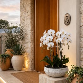 White Phalaenopsis Orchids – Flower Delivery Same Day