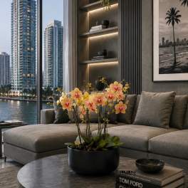 Peach Phalaenopsis Orchid – Same Day Orchid Delivery