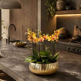 Peach Orchid Arrangement – Orchids Delivery Same Day