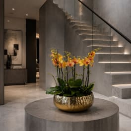 Peach Orchids Phalaenopsis – Same Day Orchid Delivery