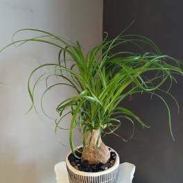 Ponytail palm PL10