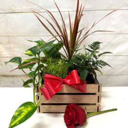 Hawaiian Greens Dish Garden (Medium)