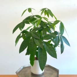 Money Tree