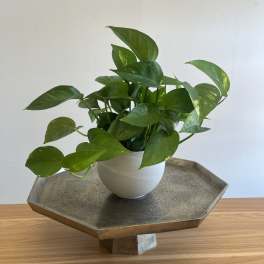 Pothos
