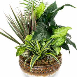 Medium Euro Dish Garden
